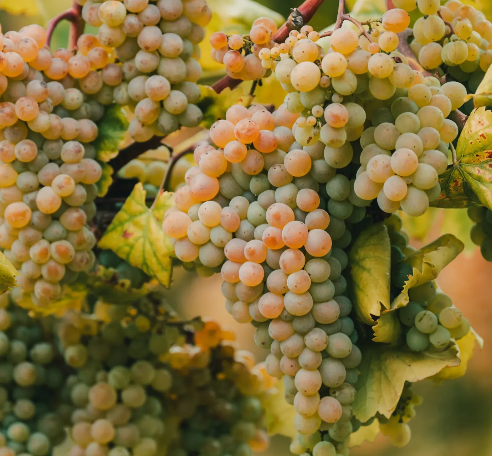 Vinos con historia - Pazo Casanova